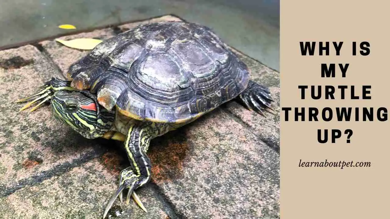 Turtle Throwing Up : 7 Clear Reasons And How To Stop - 2023