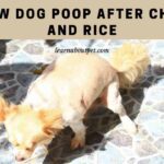 Yellow Dog Poop After Chicken And Rice : 7 Clear Reasons