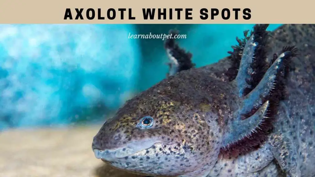 Axolotl white spots