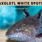 Axolotl White Spots : 10 Harmful Side Effects