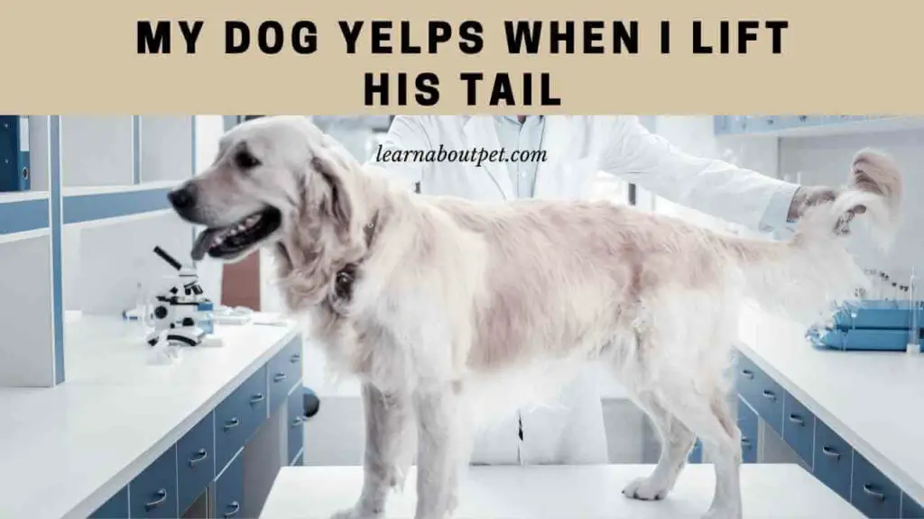 My Dog Yelps When I Lift His Tail : 7 Clear Reasons To Solve - 2023