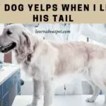 my dog yelps when I lift his tail