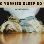 Why Do Yorkies Sleep So Much? (7 Interesting Facts) why do Yorkies sleep so much