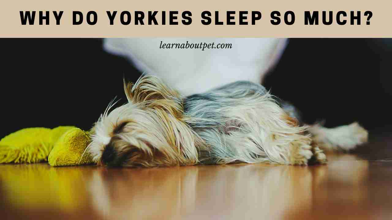 Why Do Yorkies Sleep So Much? (7 Interesting Facts) 2023
