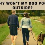 why won't my dog poop outside