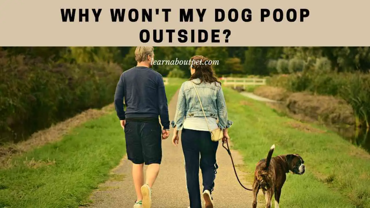 Why Won't My Dog Poop Outside? (7 Clear Tips To Solve) 2023