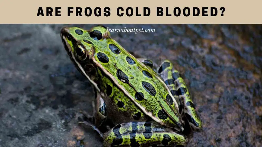 Are frogs cold blooded