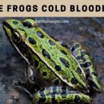 Are Frogs Cold Blooded? (11 Interesting Facts)