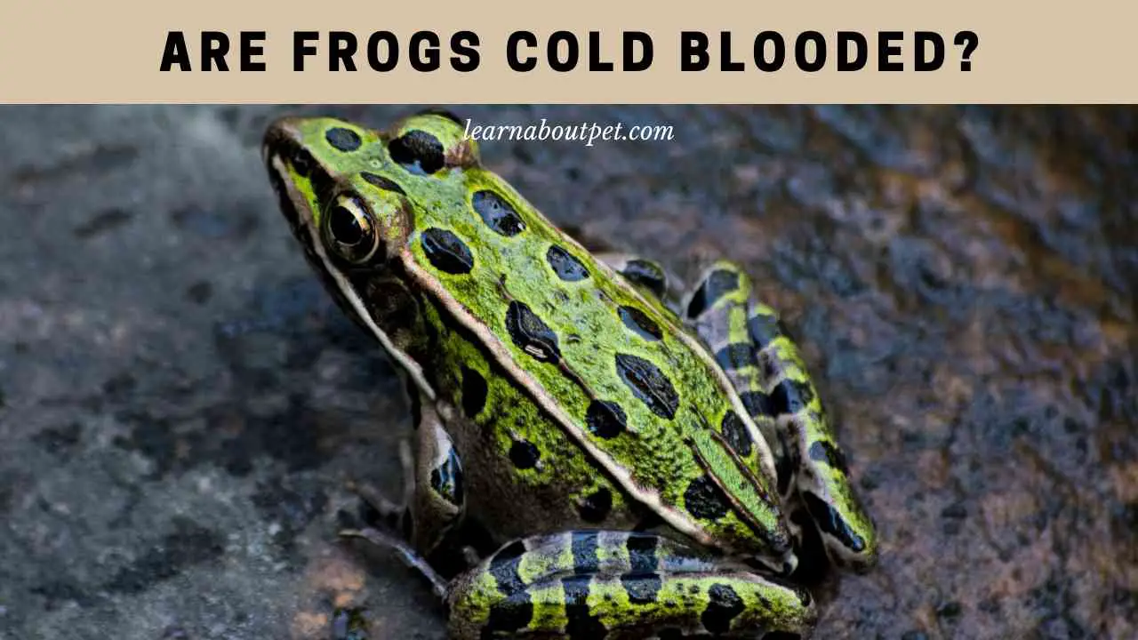 are-frogs-cold-blooded-11-interesting-facts-2024