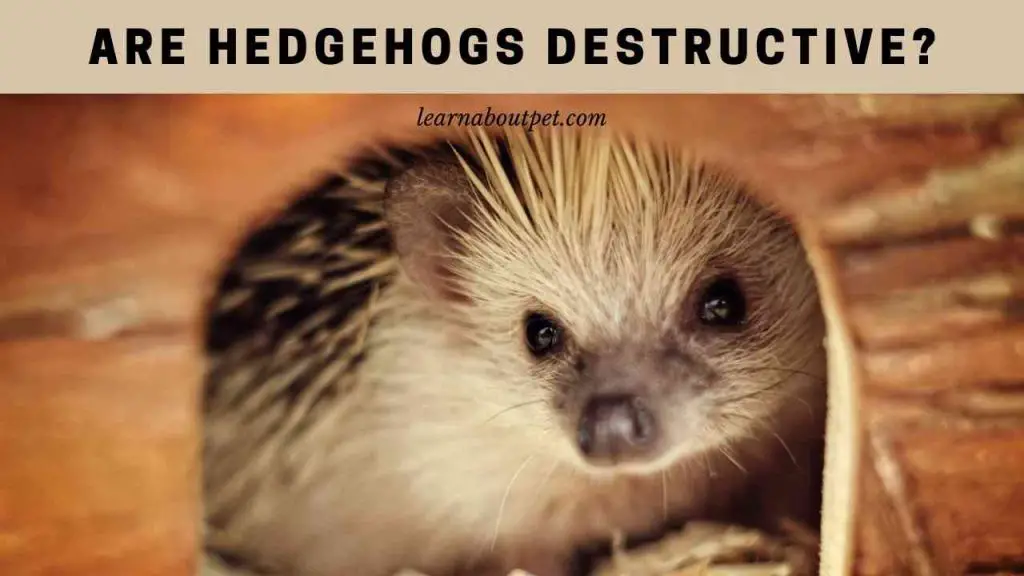 Are hedgehogs destructive