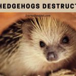 Are hedgehogs destructive