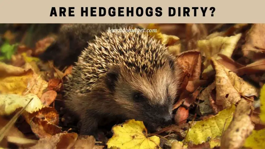 Are Hedgehogs Dirty? 7 Interesting Facts Before Buying 2022