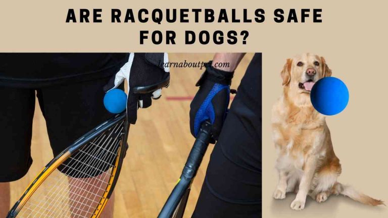 Are Racquetballs Safe For Dogs? 7 Clear Dog Play Toy Tips