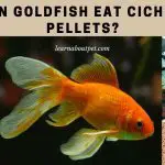 Can goldfish eat cichlid pellets