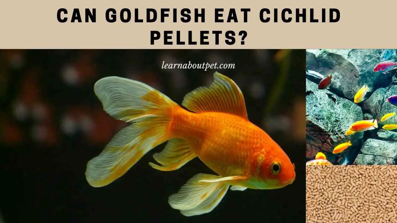 Can Goldfish Eat Cichlid Pellets? (7 Cool Food Facts) - 2022