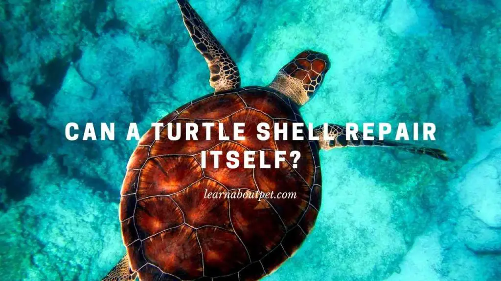 Can a turtle shell repair itself