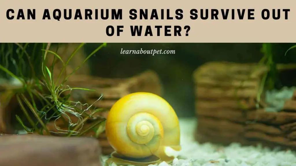 Can aquarium snails survive out of water