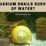 Can Aquarium Snails Survive Out Of Water? 7 Cool Survival Facts