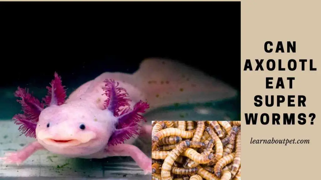 Can Axolotl Eat Superworms? (7 Interesting Facts) - 2024