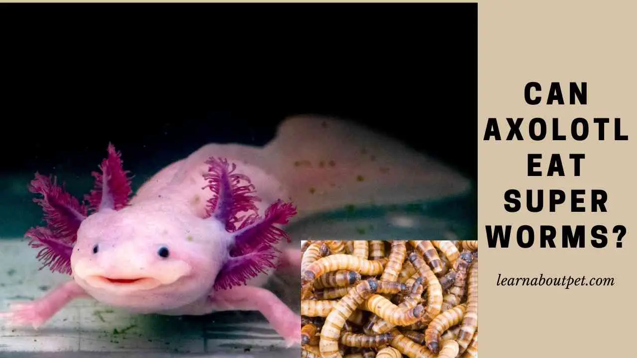 Can Axolotl Eat Superworms? (7 Interesting Facts) - 2022