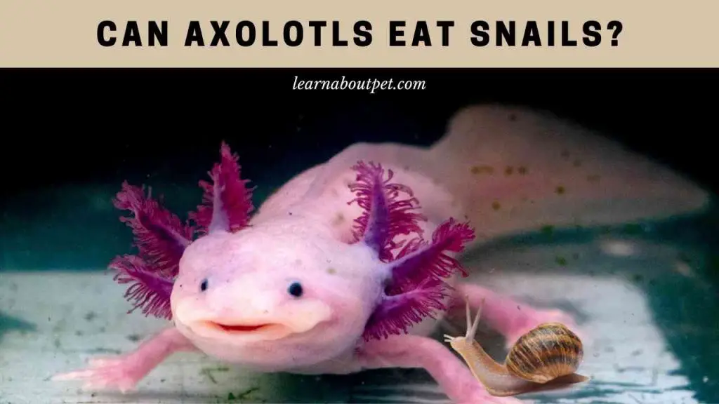Can axolotls eat snails