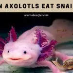 Can Axolotls Eat Snails? (7 Interesting Food Facts)