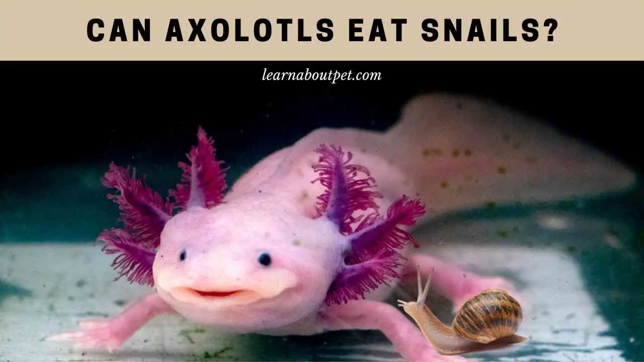 Can Axolotls Eat Snails? (7 Interesting Food Facts) 2024