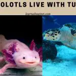 Can axolotls live with turtles