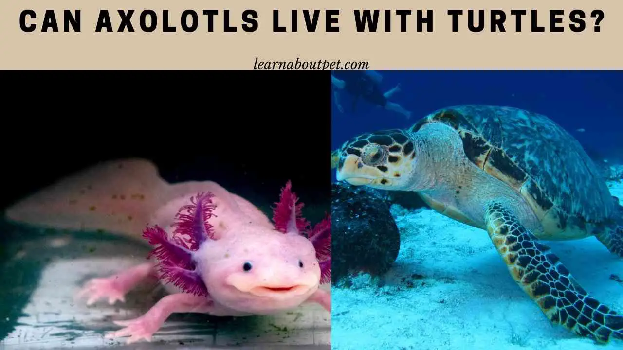 Can Axolotls Live With Turtles? (7 Interesting Facts) - 2022