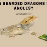 Can Bearded Dragons Eat Anoles? (7 Interesting Facts)