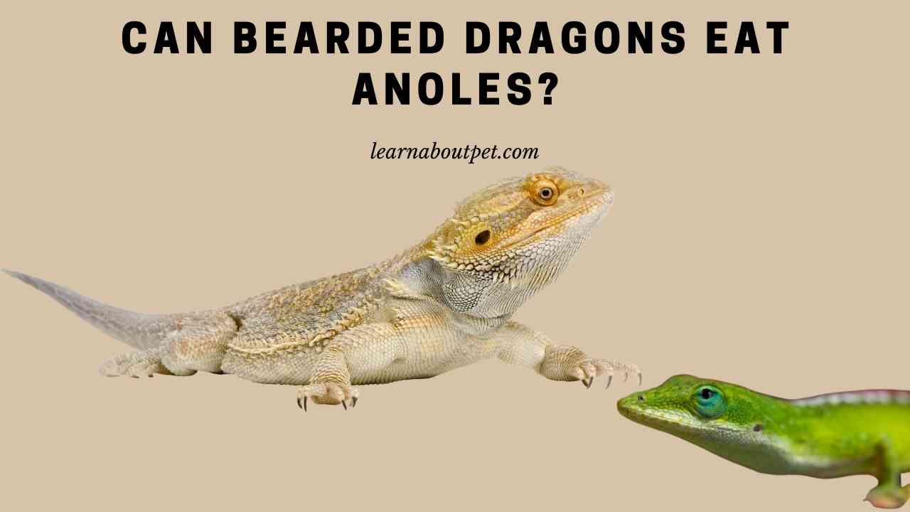 Can Bearded Dragons Eat Anoles? (7 Interesting Facts) 2024