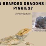 can bearded dragons eat pinkies
