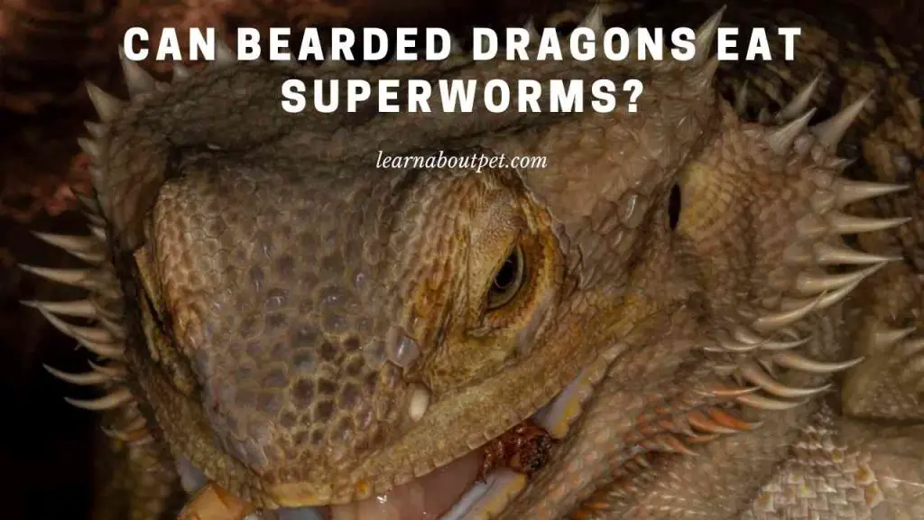 Can Bearded Dragons Eat Superworms? (7 Cool Health Facts)