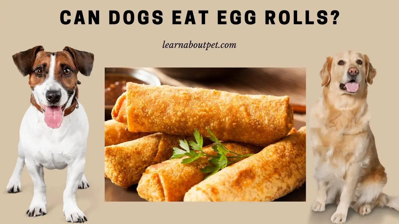 Can Dogs Eat Egg Rolls? (9 Interesting Facts) - 2023