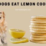 Can dogs eat lemon cookies