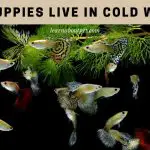 Can Guppies Live In Cold Water? (7 Interesting Facts)