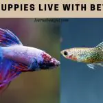 Can guppies live with bettas
