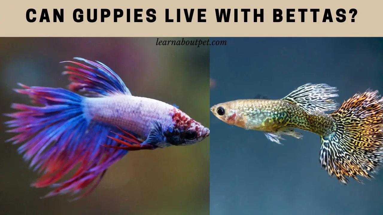 Can Guppies Live With Bettas? (15 Interesting Facts) - 2022