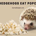 Can Hedgehogs Eat Popcorn? (7 Interesting Facts)