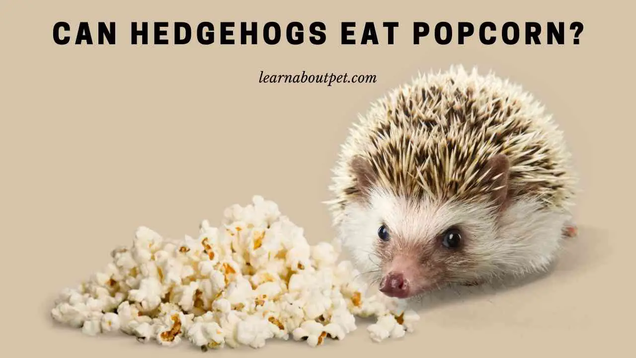 Can Hedgehogs Eat Popcorn? (7 Interesting Facts) 2022