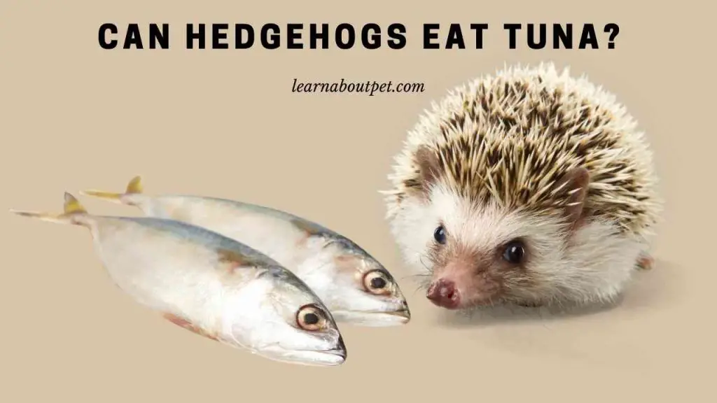 Can hedgehogs eat tuna