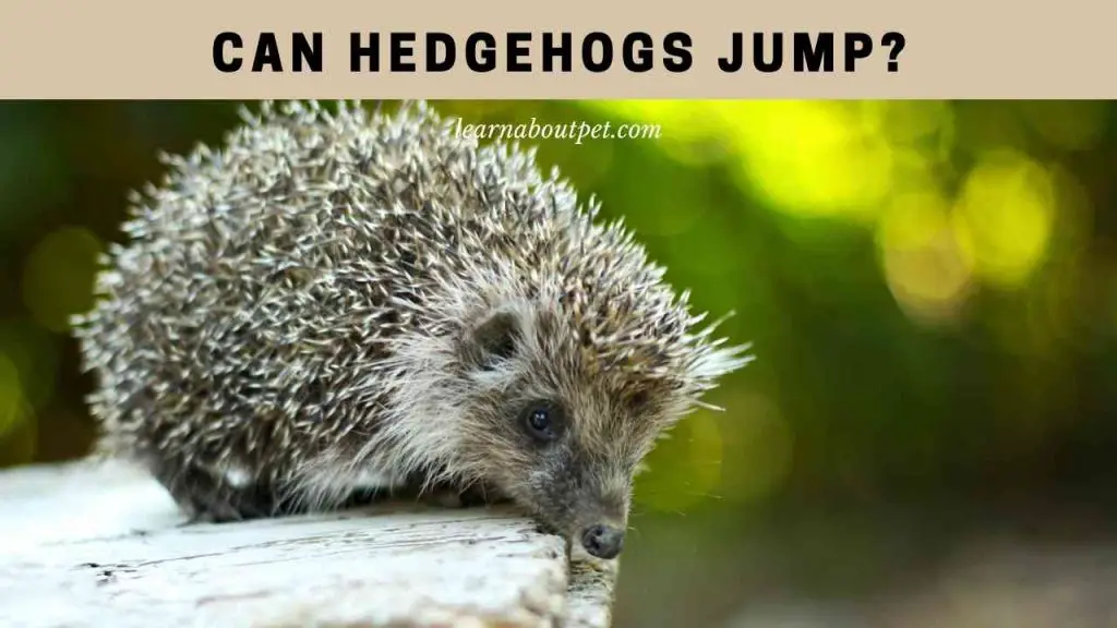 Can hedgehogs jump