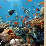 Can hermit crabs live with betta fish