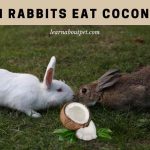 Can Rabbits Eat Coconut? 9 Interesting Facts