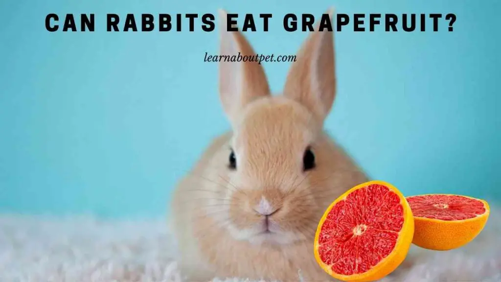 Can rabbits eat grapefruit