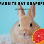 Can Rabbits Eat Grapefruit? (7 Interesting Facts) Can rabbits eat grapefruit