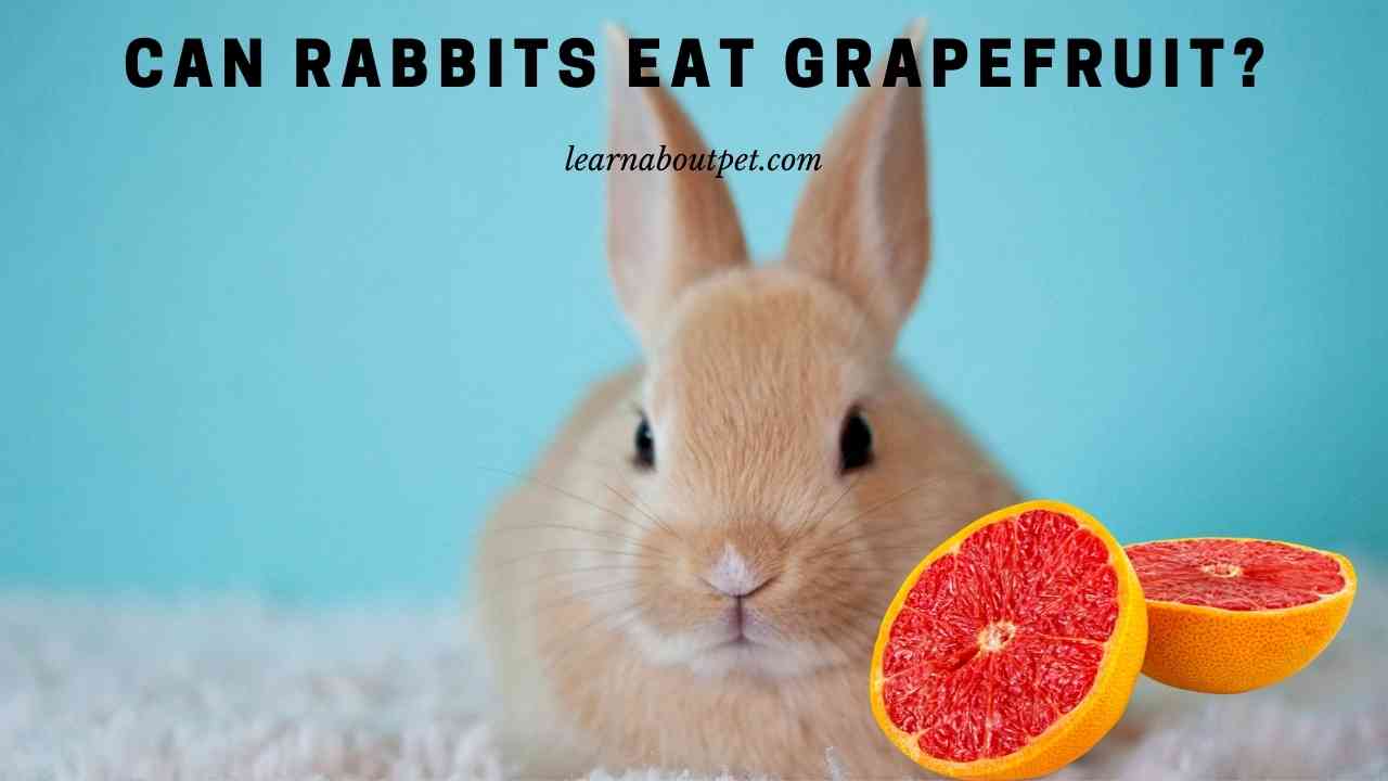 Can Rabbits Eat Grapefruit? (7 Interesting Facts) 2023