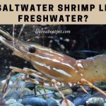 Can saltwater shrimp live in freshwater