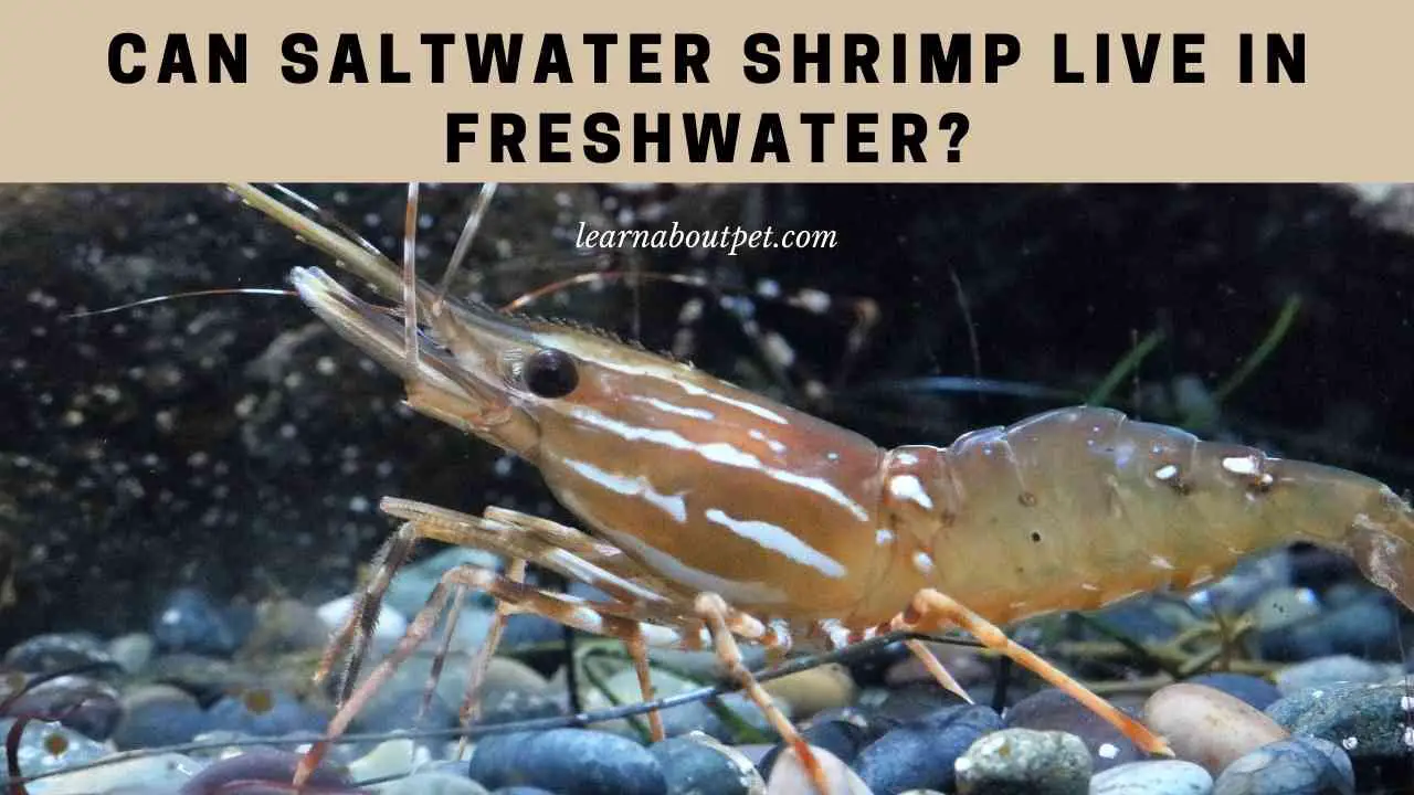 Can Saltwater Shrimp Live In Freshwater? (7 Cool Facts) 2024