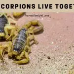 Can Scorpions Live Together? (7 Cool Co-Living Facts)